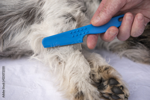 Dog examine for fleas with the flea comb - grooming photo