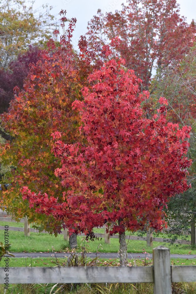 Naklejka premium Winter colours of plants of New Zealand countryside.