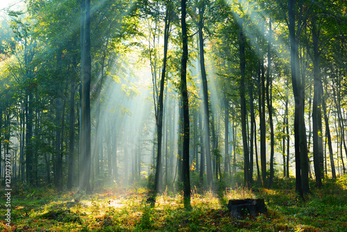 Beautiful morning in the forest © Piotr Krzeslak