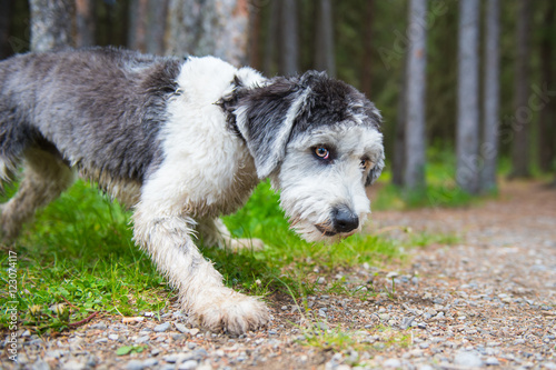 Polish Lowland Sheepdog photo