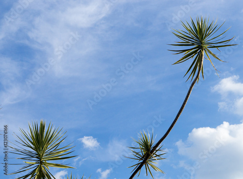 palm tree on blue sky © alvesflavio