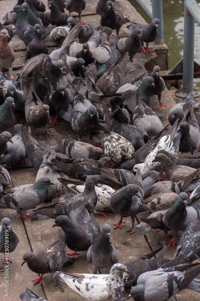 Bird (Pigeon, Dove) at a port or harbor Bird (Pigeon, Dove) at a port or harbor