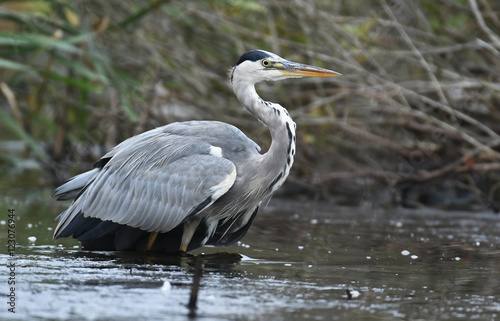 Grey heron (Ardea cinerea) © Piotr Krzeslak