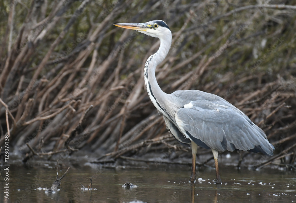 Grey heron (Ardea cinerea) Grey heron (Ardea cinerea)