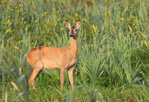 roe deer