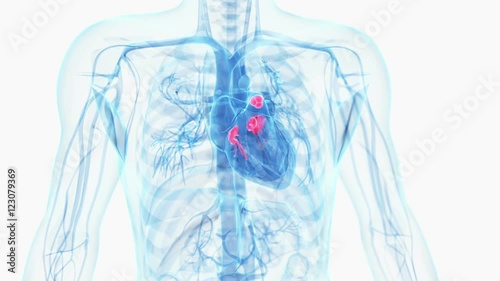 Human heart valves photo