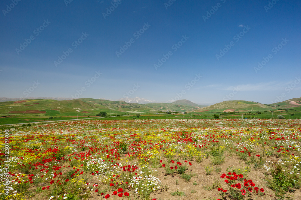 Fototapeta premium Kamyaran, Kurdestan, Iran