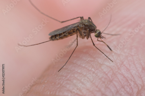 Macro of mosquito sucking blood © pongmoji