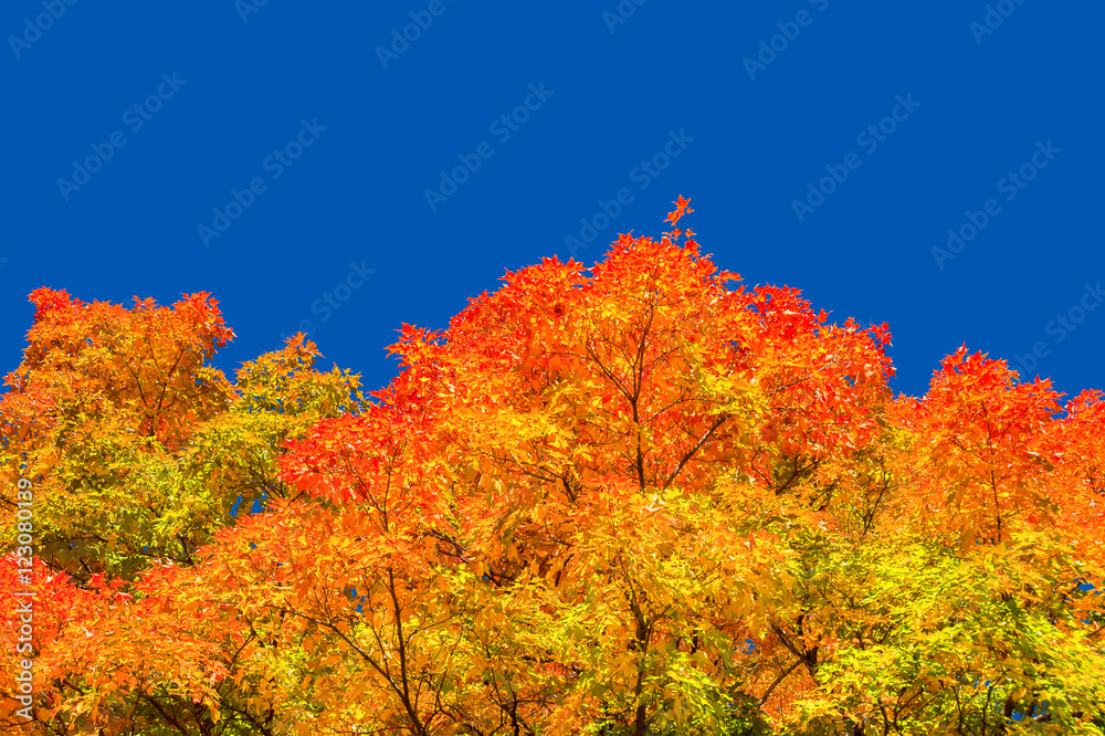 Naklejka premium Autumn maple trees with red leaves against pure blue sky in Montreal / Canada