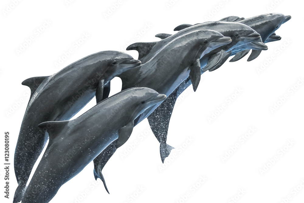 Fototapeta premium Group of dolphins seen sidewise while jumping together. Isolated on white background.
