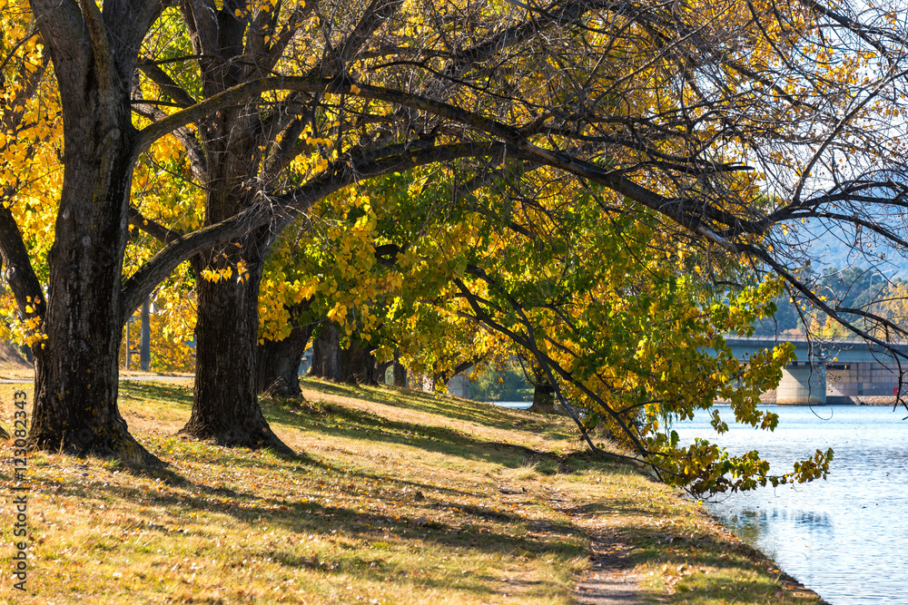 Autumnal landscape with colorful trees alley and Lake Burley Griffin the background. Bowen Park, Canberra, Australian Capital Territory, Australia. Selective focus, shallow DOF