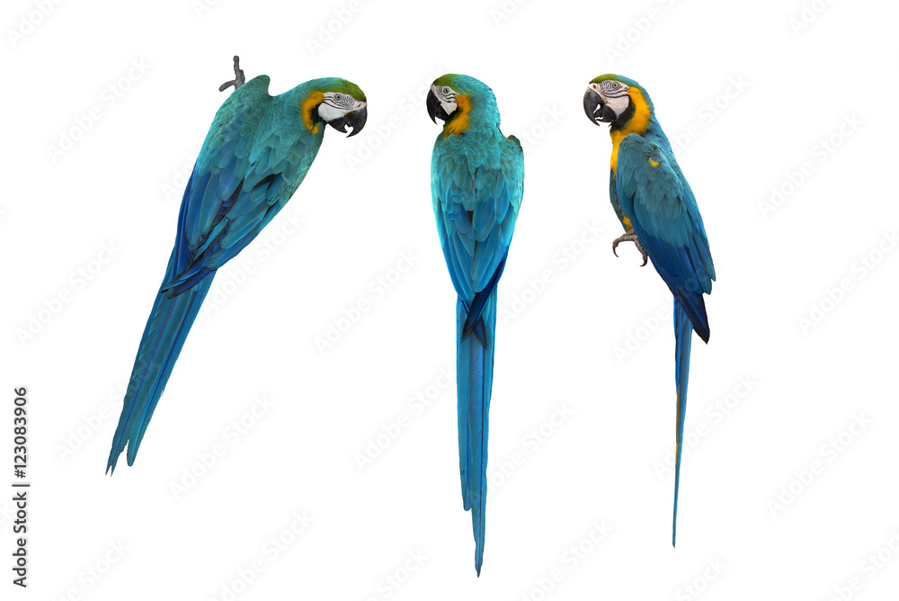 Naklejka premium blue and gold macaw isolated on white background
