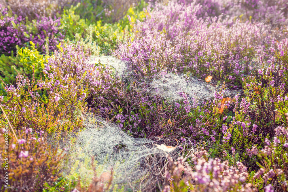 Colorful Seasonal Meadow with Heather Flowers and Spider Web Colorful Seasonal Meadow with Heather Flowers and Spider Web