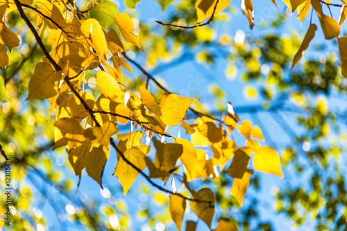 Bright yellow poplar leaves with clear blue sky on the background. Autumn foliage with patch of sunlight on sunny day. Selective focus, shallow DOF