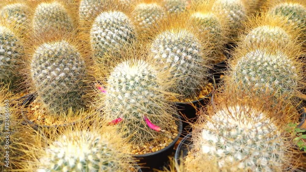 A variety of cactus in the nursery, Thailand A variety of cactus in the nursery, Thailand