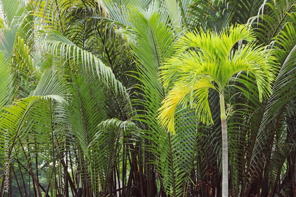 Coconut palm trees on green background Coconut palm trees on green background