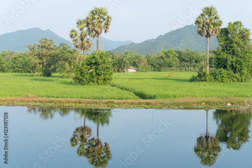 Beautiful view of Paddy jasmine rice field with Sugar palm trees