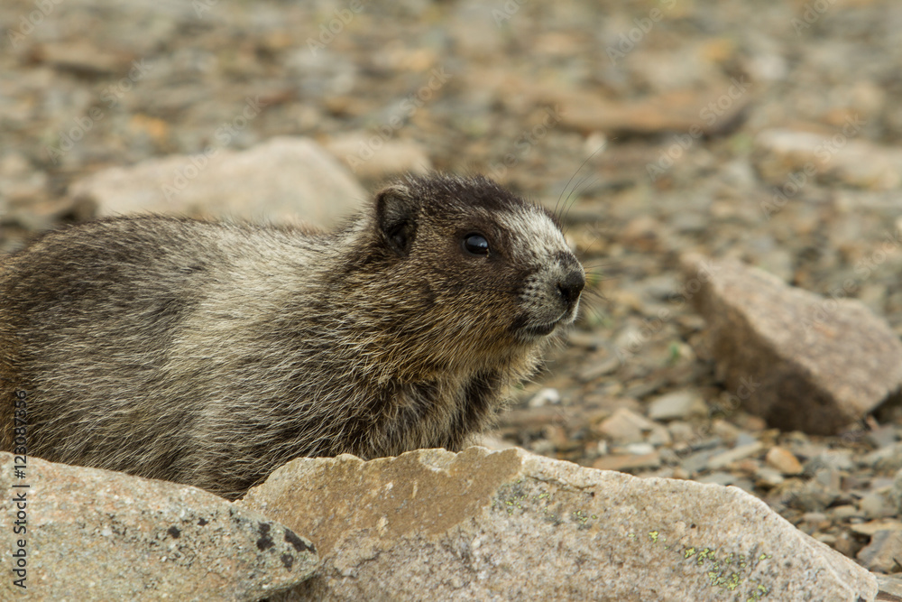 Marmot