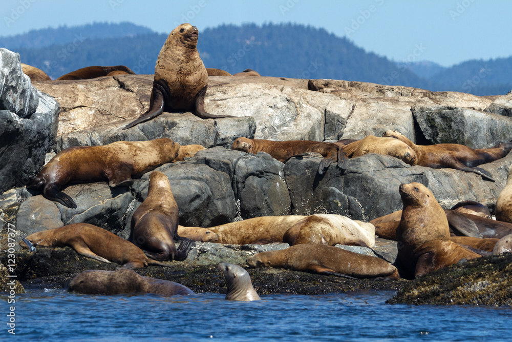 Fototapeta premium Sea lians Pacific coast Canada