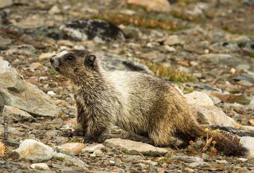 Marmot