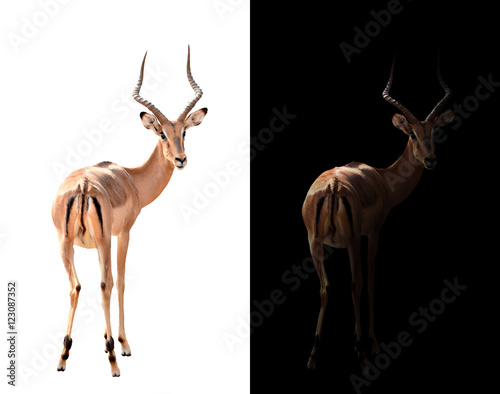 impala in the dark and impala isolated