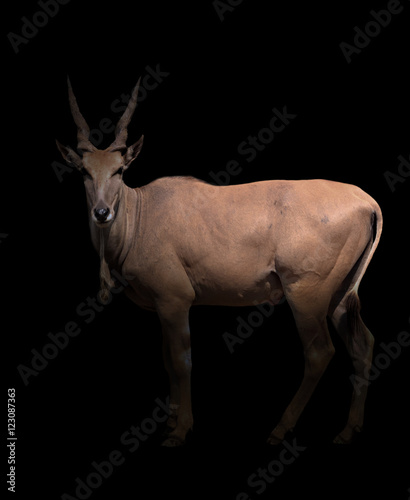 eland standing in the dark