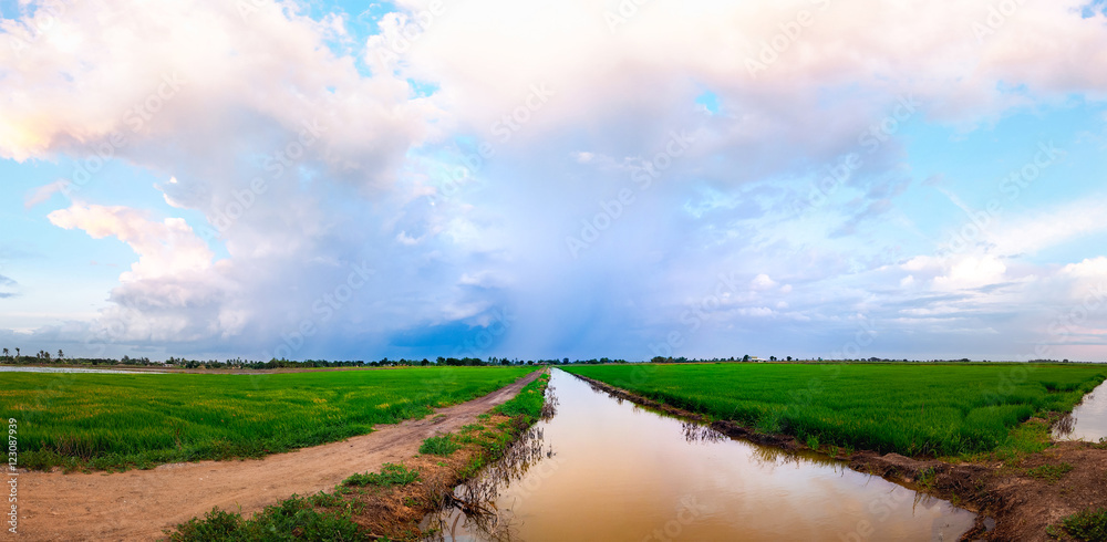 The rice field and cloudy sky in the evening. The rice field and cloudy sky in the evening.