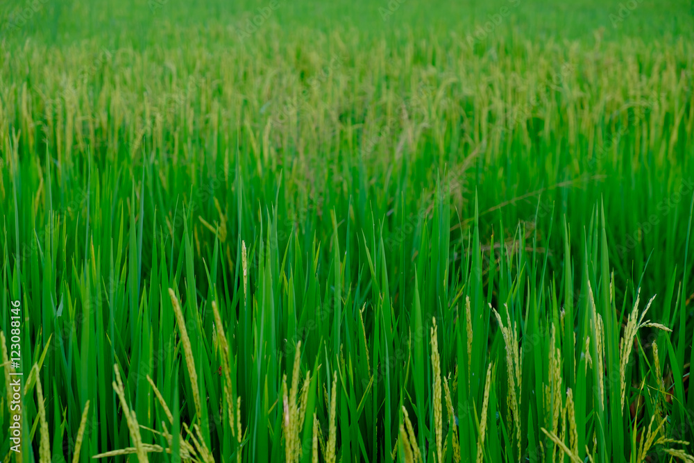 green paddy rice field with copyspace for backdrop background use green paddy rice field with copyspace for backdrop background use
