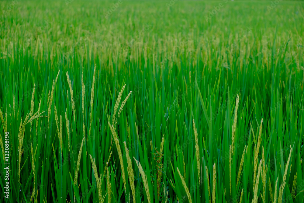 green paddy rice field with copyspace for backdrop background use green paddy rice field with copyspace for backdrop background use
