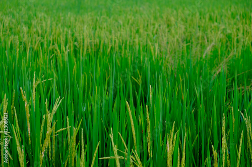 green paddy rice field with copyspace for backdrop background use