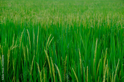 green paddy rice field with copyspace for backdrop background use
