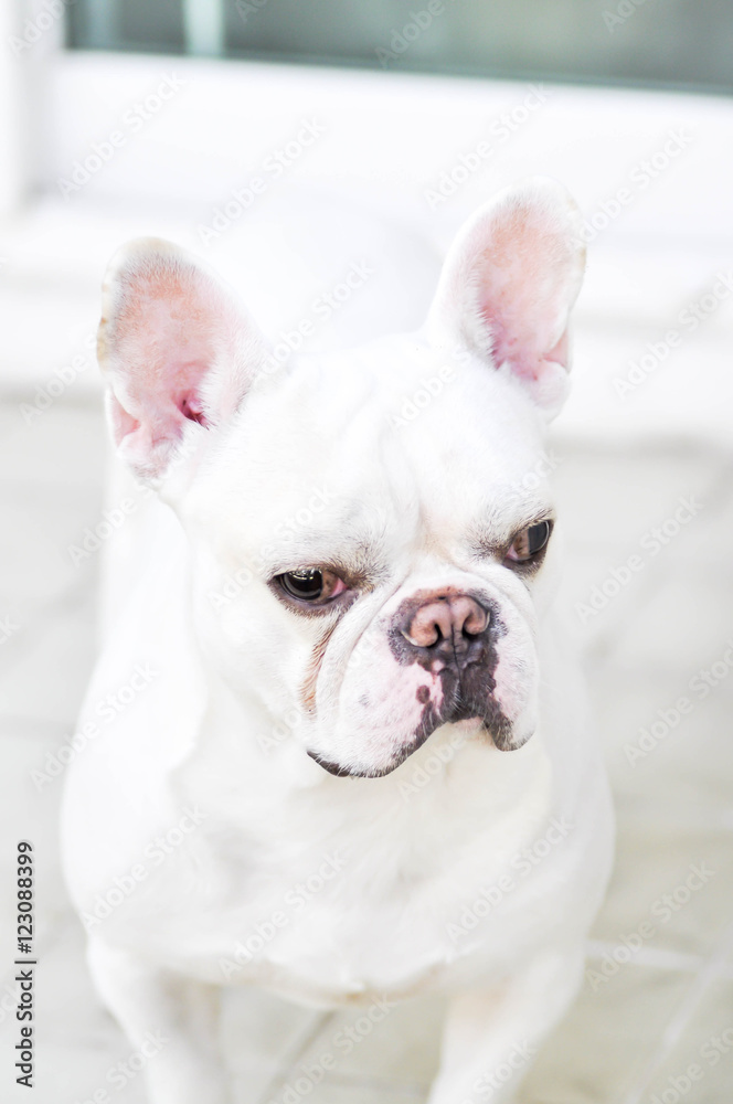 French bulldog is standing