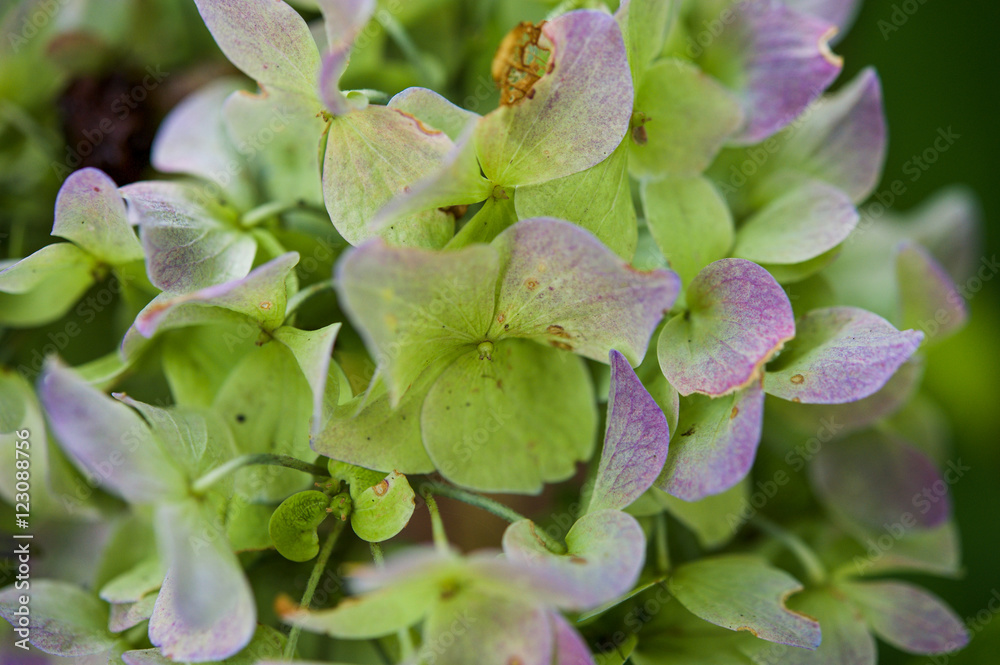 Obraz premium Detail of hydrangea flowers fading in autumn