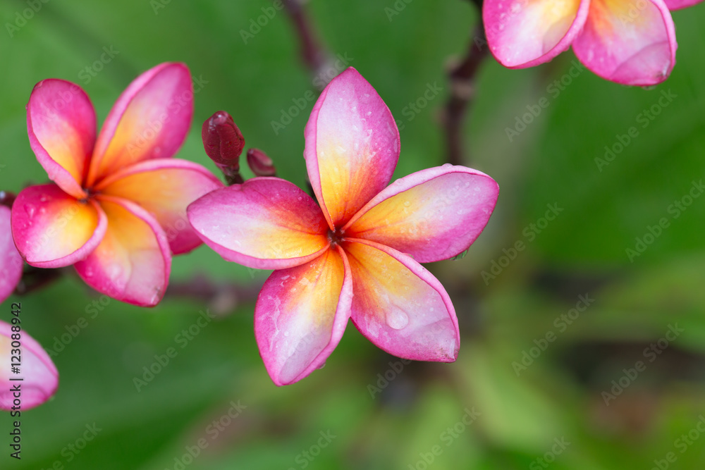 Colorful Plumeria flowers with drops of water Colorful Plumeria flowers with drops of water