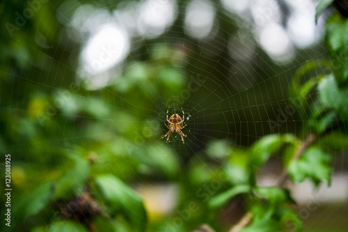 Close up of a ppider in a spider web