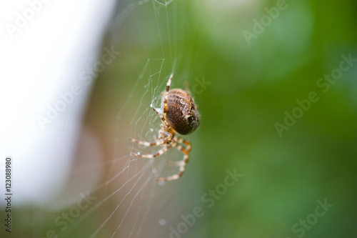 Close up of a ppider in a spider web
