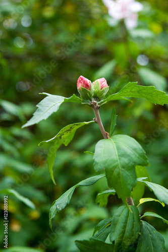Rose of Sharon hibiscus flower buds