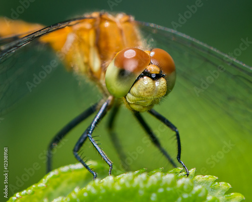 Spot Winged Meadowhawk II © Abeselom Zerit