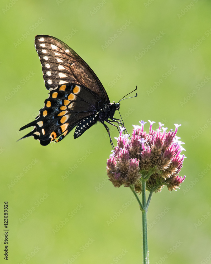 Obraz premium Black Swallowtail III