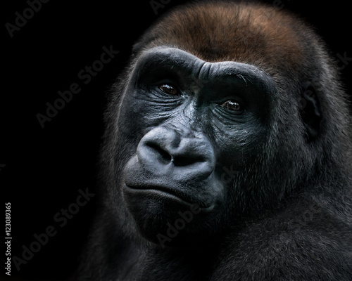 Western Lowland Gorilla IX © Abeselom Zerit