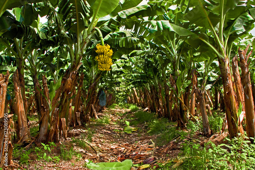 Banana Plantation on the West Coast of Martinique