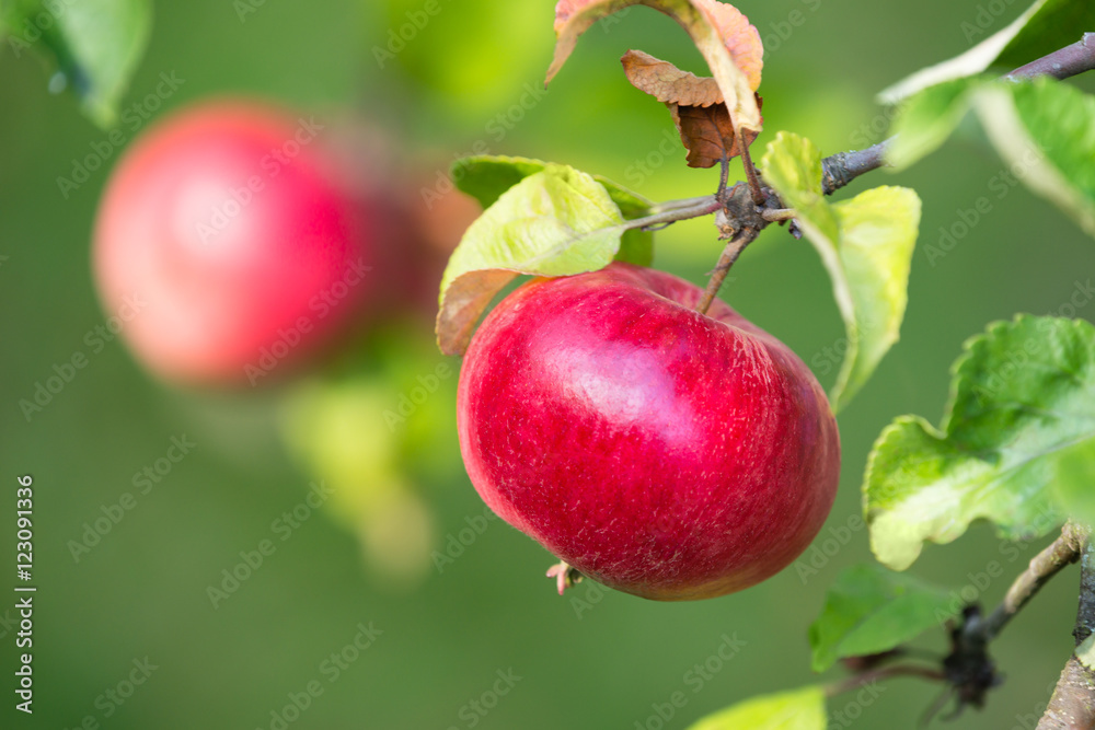 Red apples growing on a tree branch. Natural green background. Red apples growing on a tree branch. Natural green background.