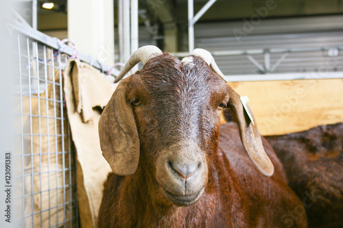 Photography Brown Goat