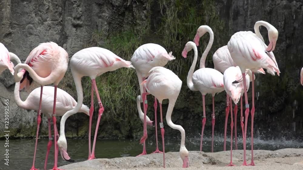 Pink Flamingos Or Wading Birds Pink Flamingos Or Wading Birds