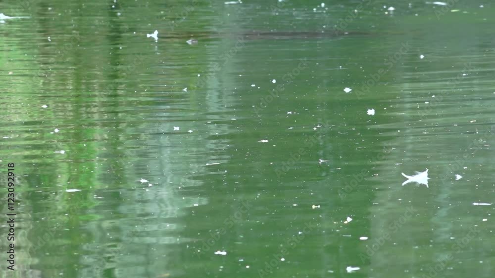 Lake Or Pond Water Pollution