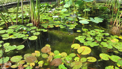 пруд, заросший травянистыми водными растениями © dvb60