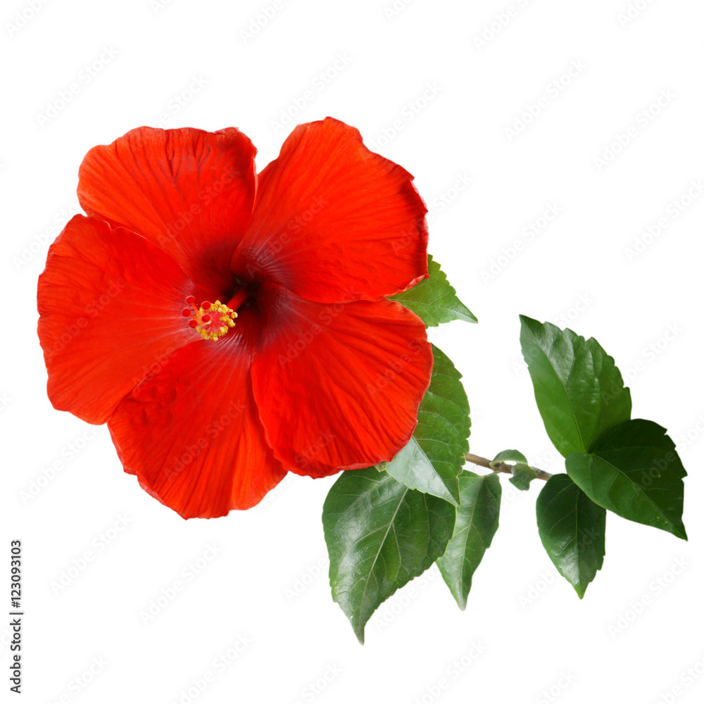 Red Hibiscus on white background with path