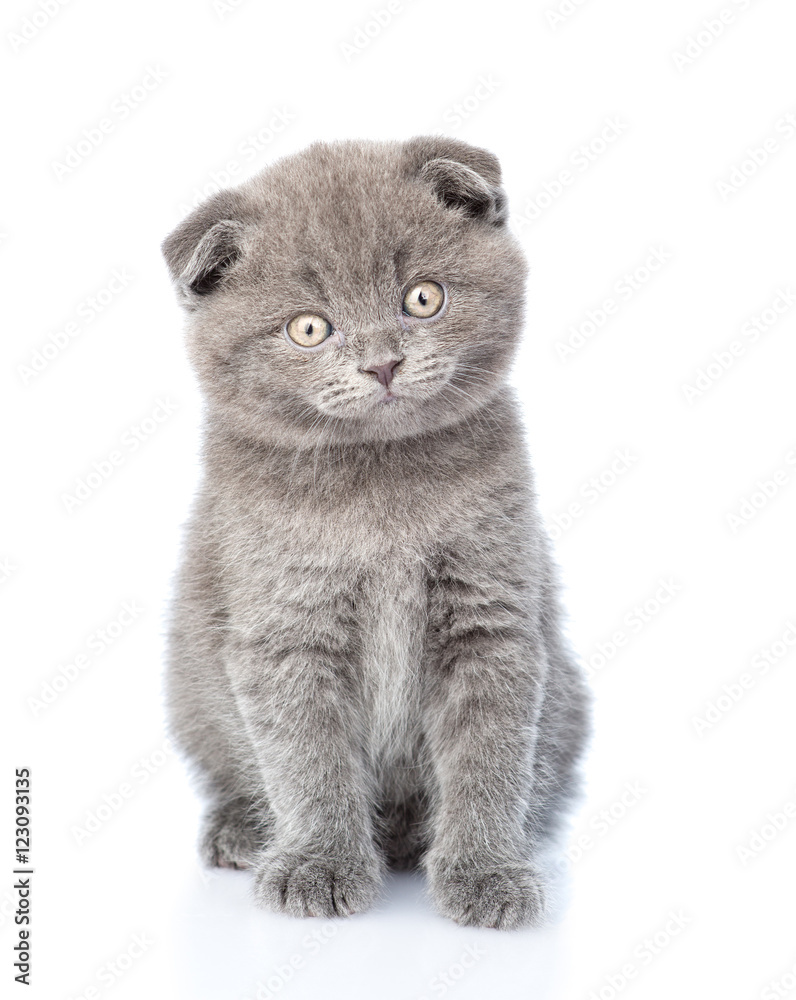 Scottish lop-eared kitten looking at camera. isolated on white 