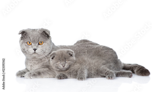 little kitten lying with his mother cat. isolated on white 