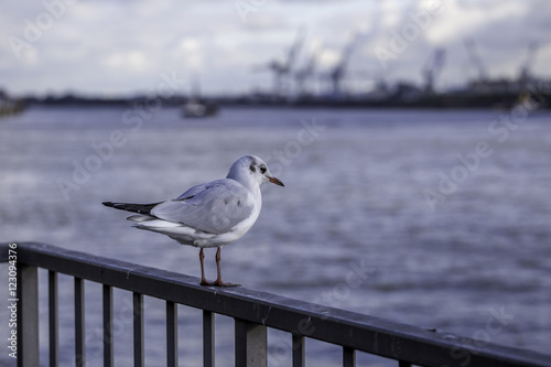 Möwe am Hamburger Hafen